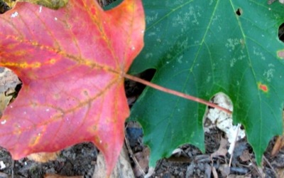 Retro Roadtrip: Appalachian Autumn Part 2