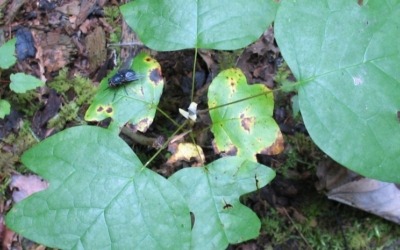 Retro Roadtrip: Appalachian Autumn Part 3