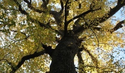 Hike the Joyce Kilmer Memorial Forest