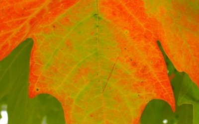 Retro Roadtrip: Appalachian Autumn Part 1