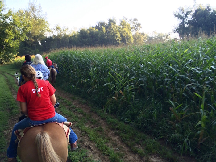 Riding Horses through Indiana Corn Field