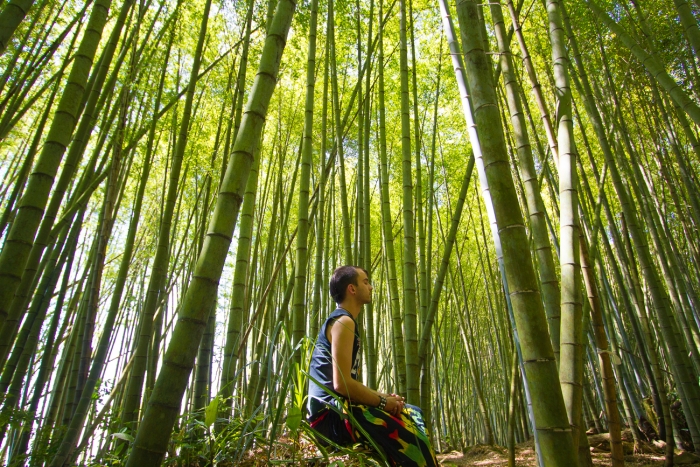 Alishan National Scenic Area Ruitai Bamboo Forest