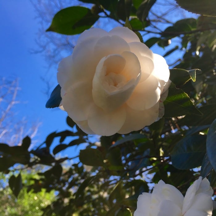 Eudora Welty Home Garden Jackson Mississippi Camellia