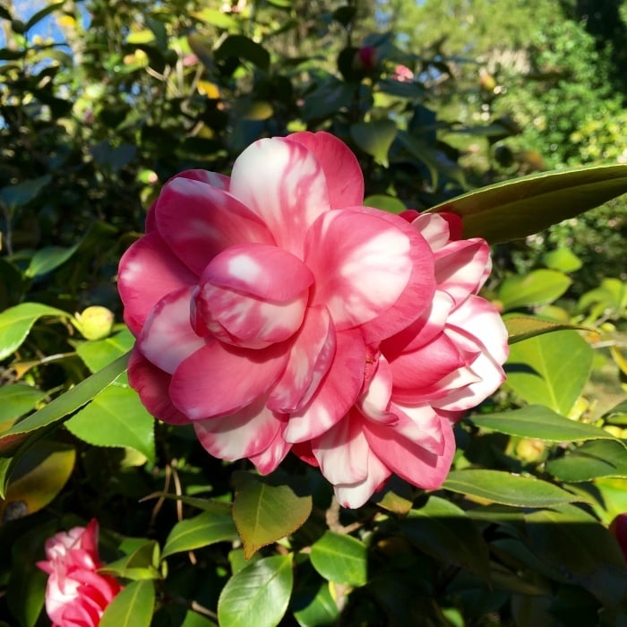 Eudora Welty Home Garden Jackson Mississippi Camellia