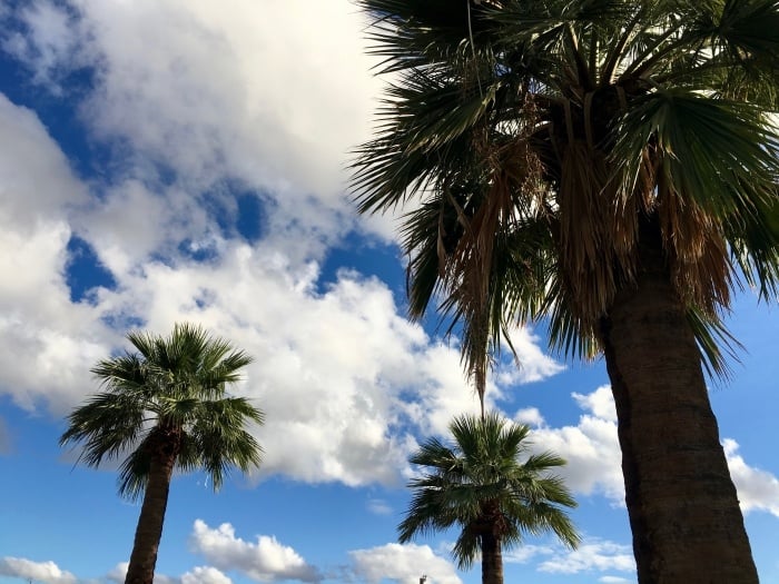Palms Phoenix Arizona