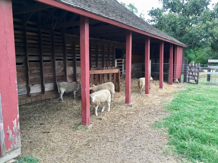 Barn Sheep Nash Farm