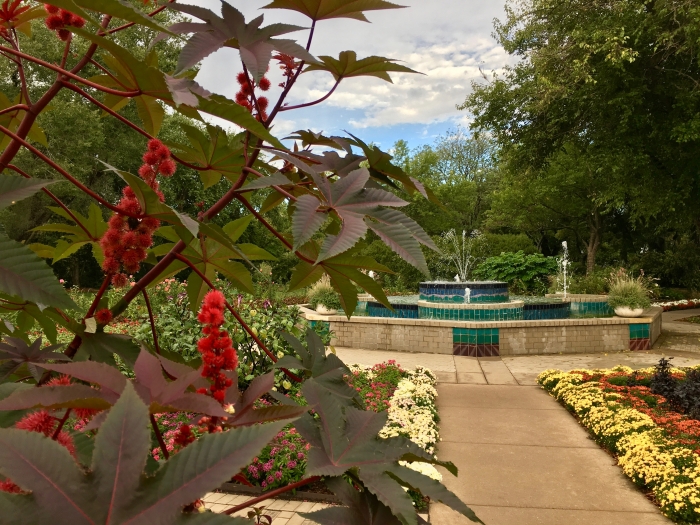 red castor bean plant and fountain