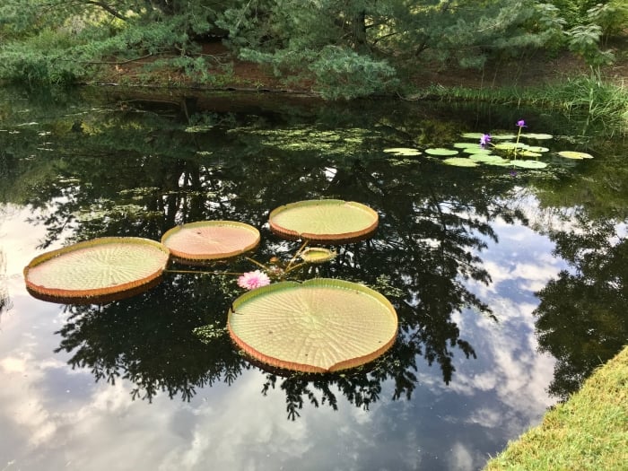 huge lily pads in reflecting pond