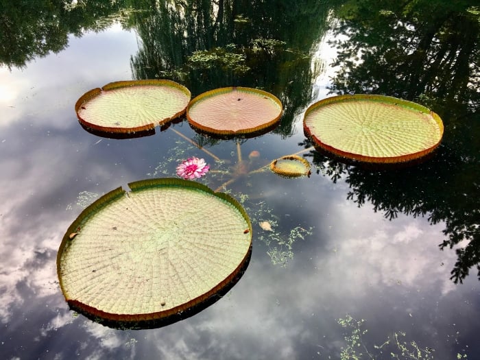 huge lily pads in a reflecting pond