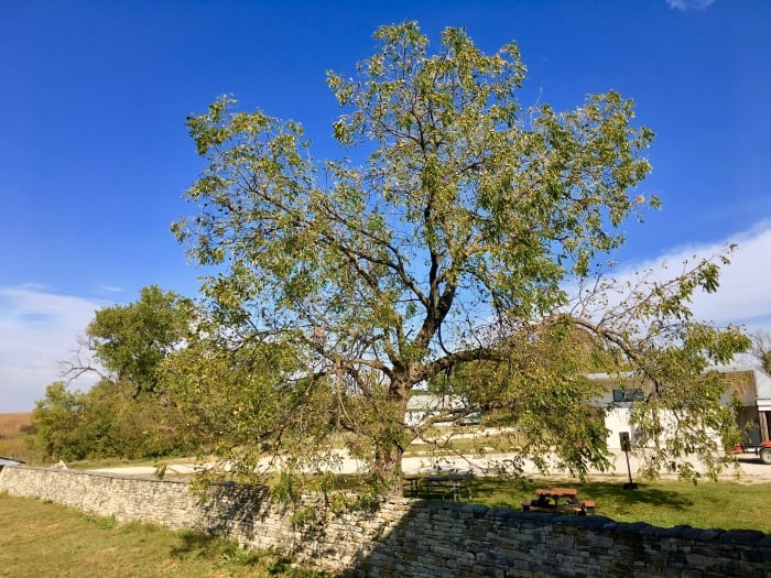 stone wall and tree