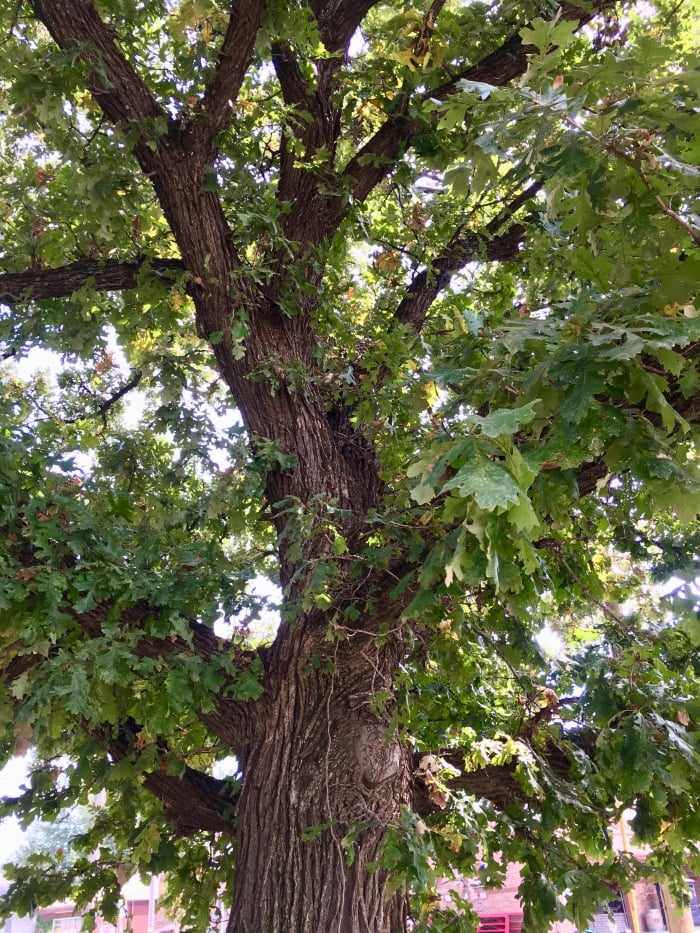 Council Grove oak tree