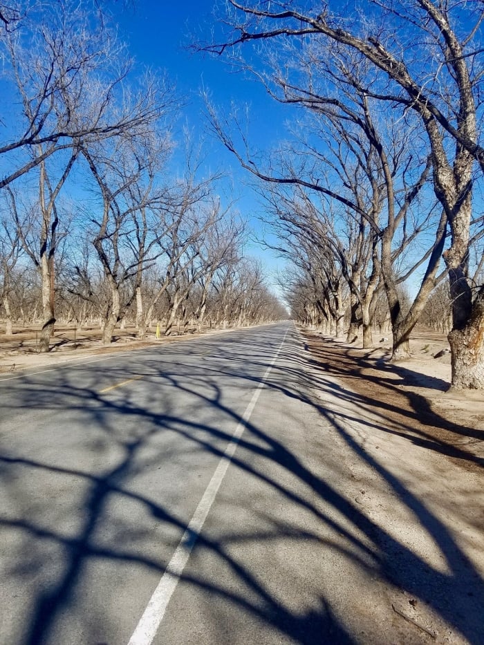 bare trees lining a roadway