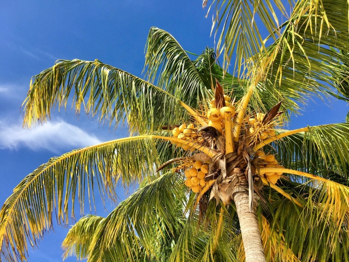 palm tree with coconuts against the sky