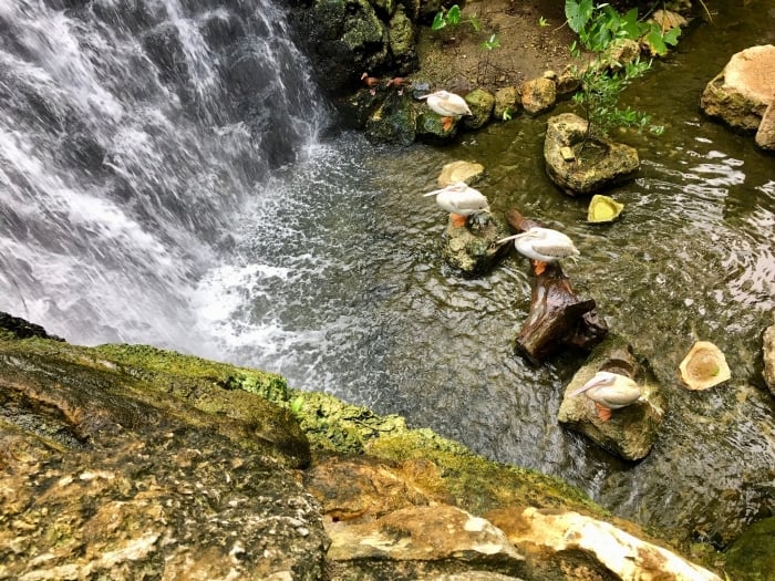 white pelicans at waterfall
