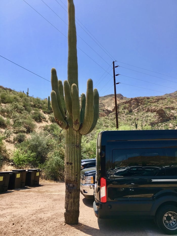 saguaro cactus in parking lot