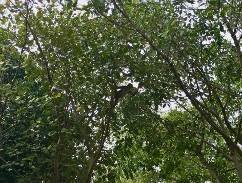monkey in a tree