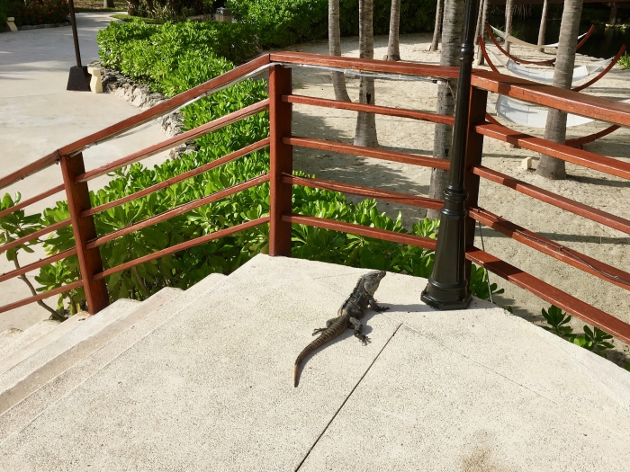 iguana on steps