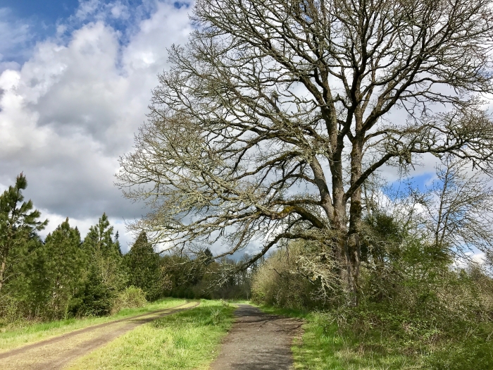 Vineyards & Valleys: A Tualatin Oregon Scenic Drive 13