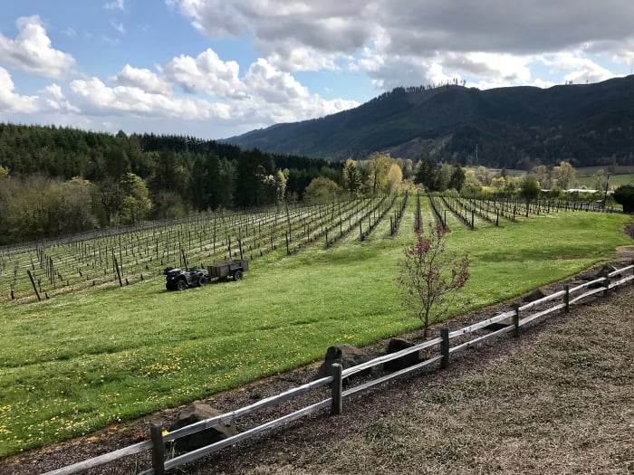 Vineyards & Valleys: A Tualatin Oregon Scenic Drive 60