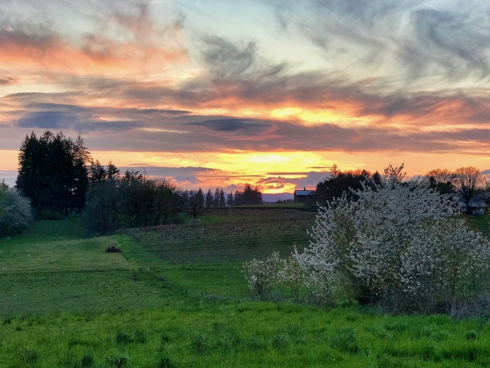 Vineyards & Valleys: A Tualatin Oregon Scenic Drive 77