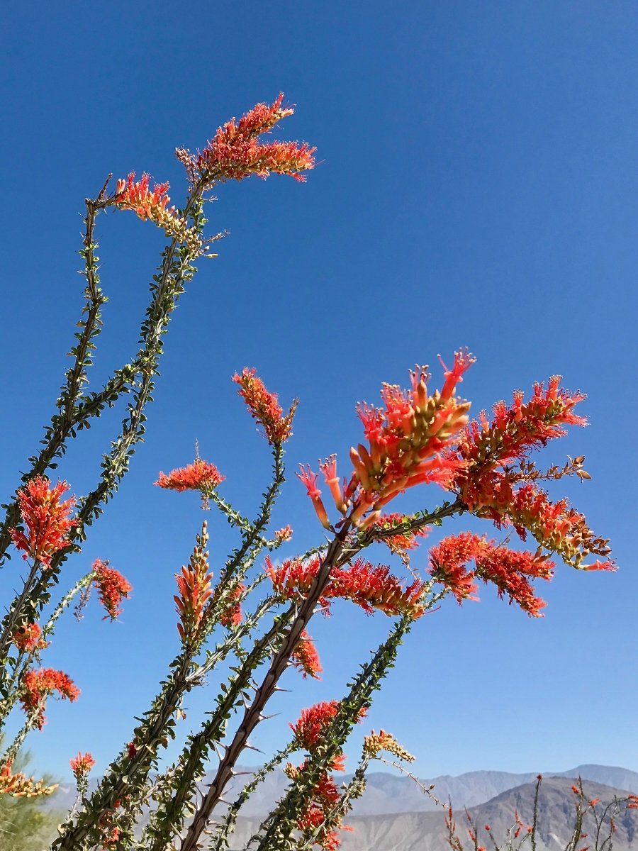 Wildflower Chasing at Anza-Borrego Desert State Park California 12