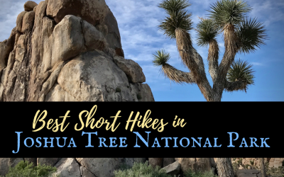 Best Hikes in Joshua Tree National Park on a One-Day Trip