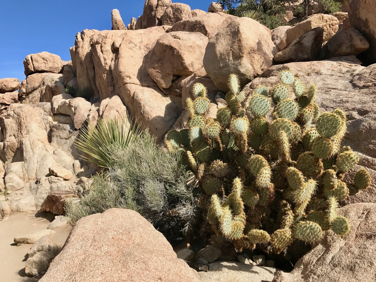 Best Hikes in Joshua Tree National Park on a One-Day Trip 12