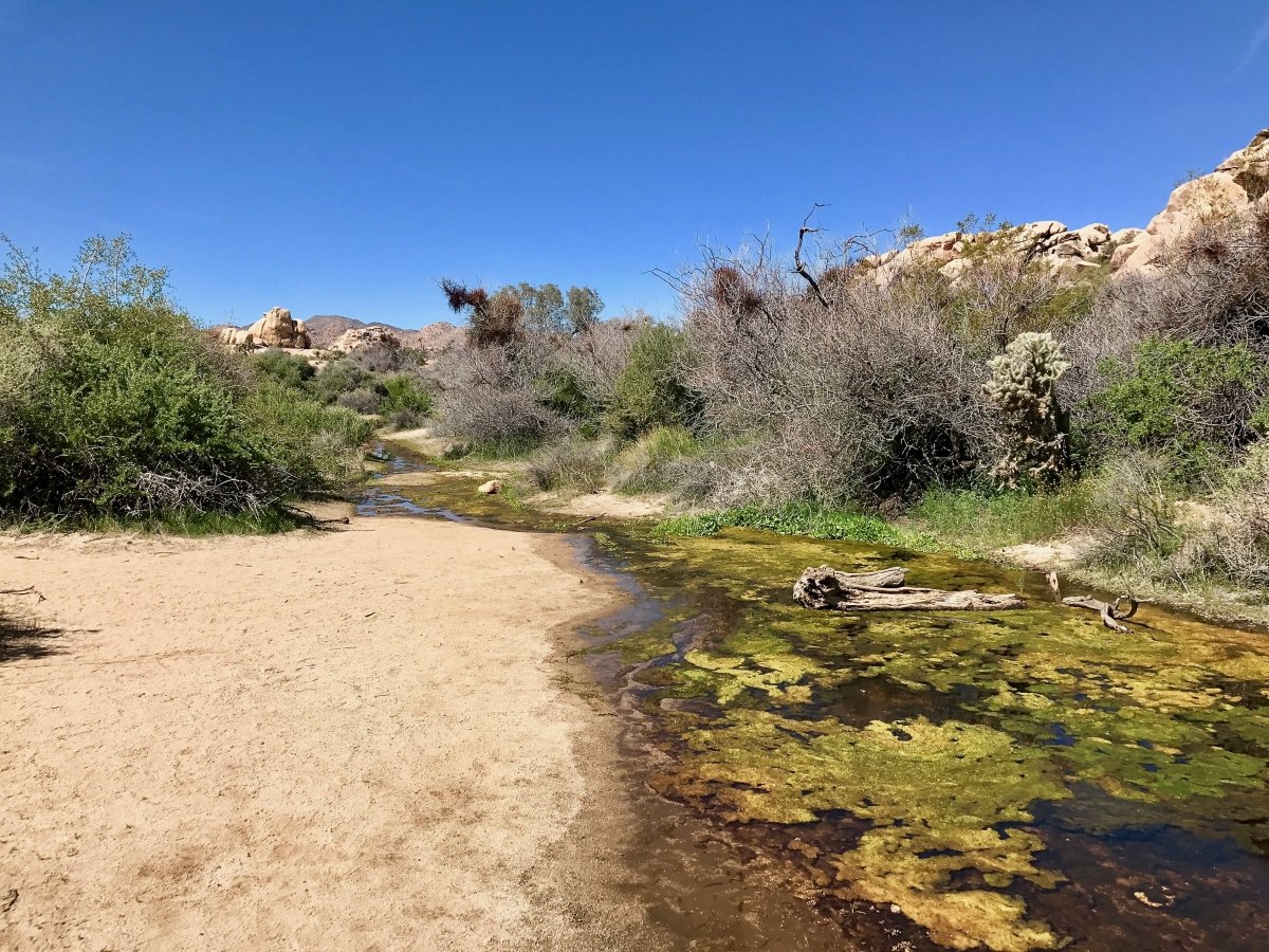 Best Hikes in Joshua Tree National Park on a One-Day Trip 28