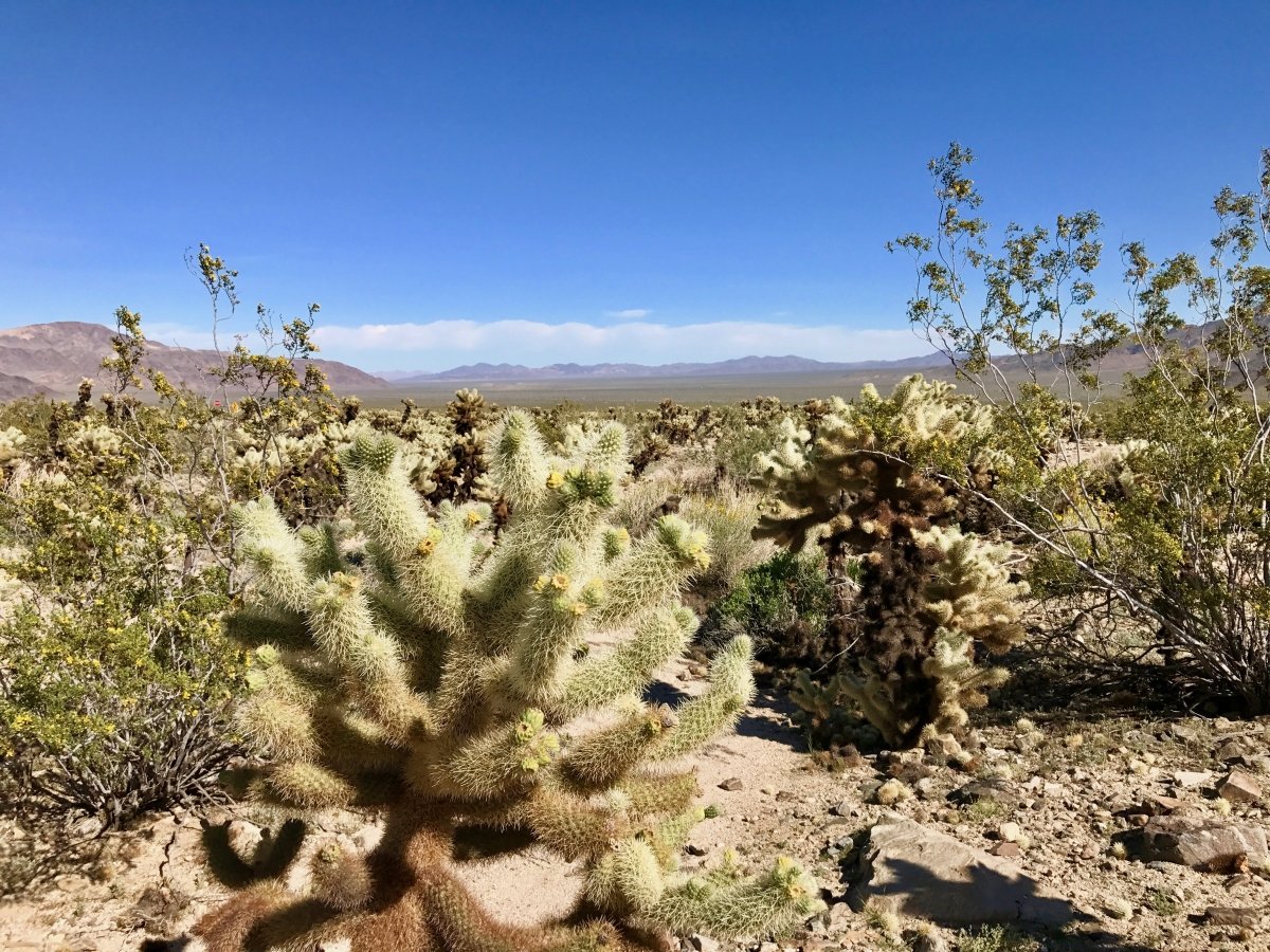 Best Hikes in Joshua Tree National Park on a One-Day Trip 88