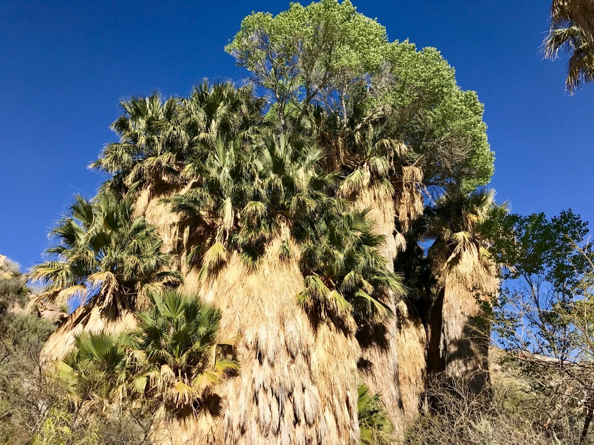 Best Hikes in Joshua Tree National Park on a One-Day Trip 94
