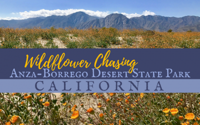 Wildflower Chasing at Anza-Borrego Desert State Park California