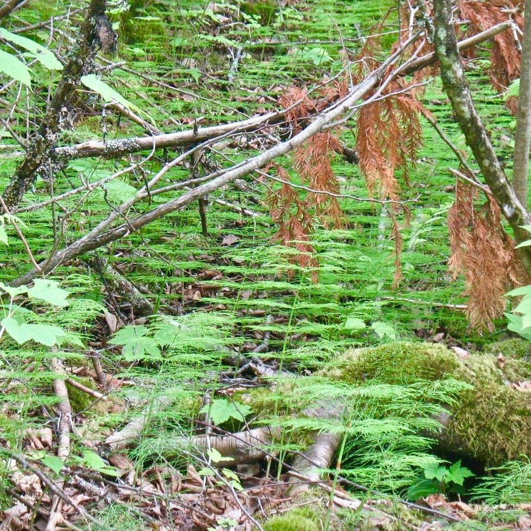 Woodland ferns.