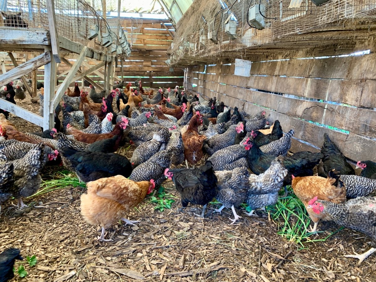 Polyface Farm Chickens
