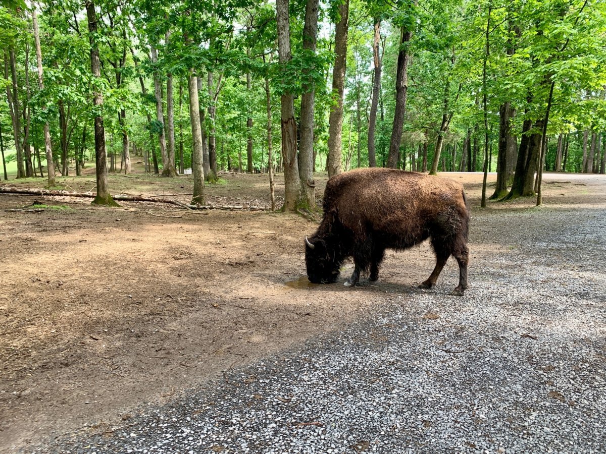 Virginia Safari Park Bison
