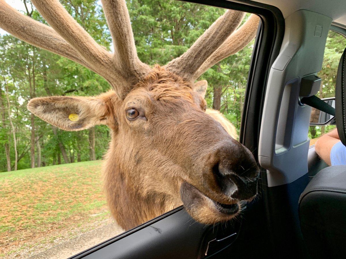 Virginia Safari Park Elk