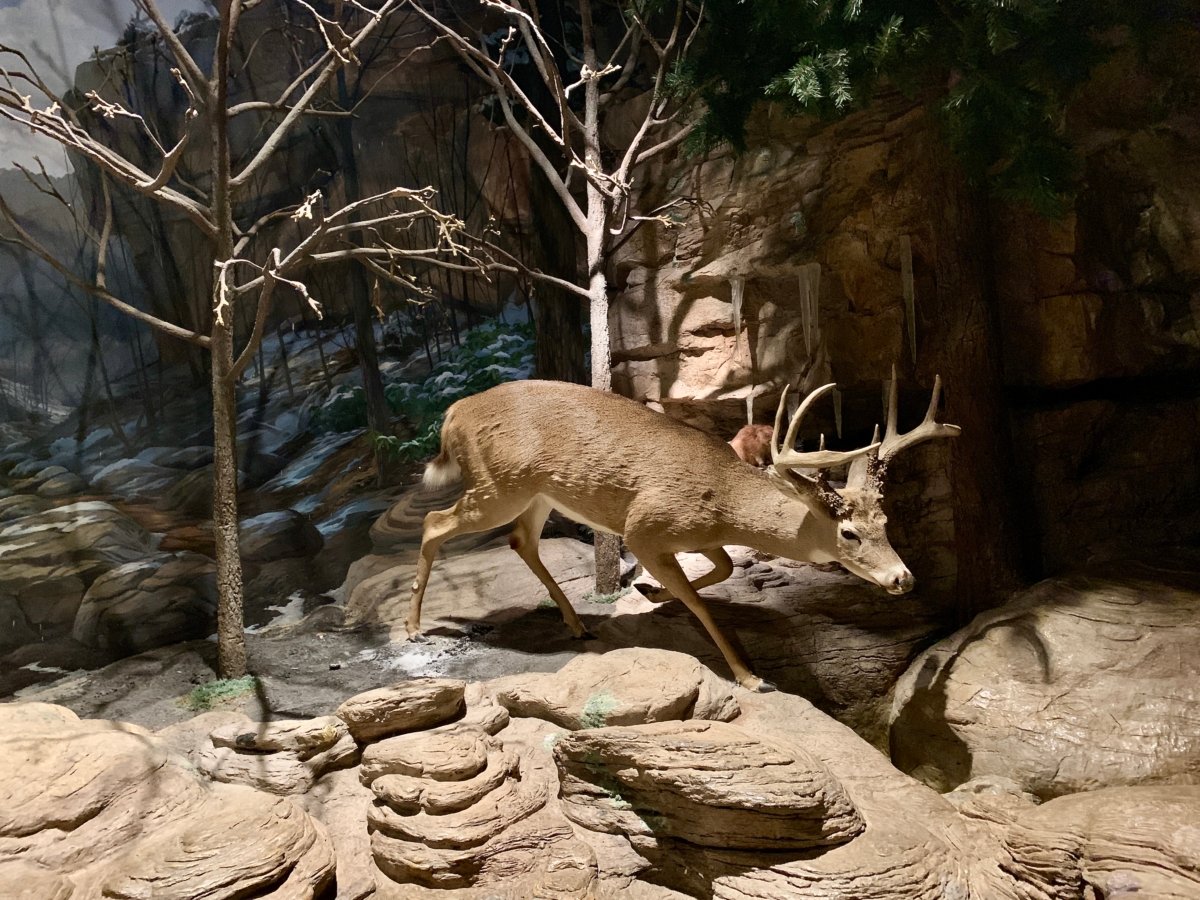 Fernbank Deer diorama