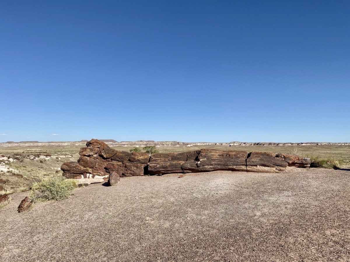 Drive the Painted Desert & Petrified Forest National Park 22