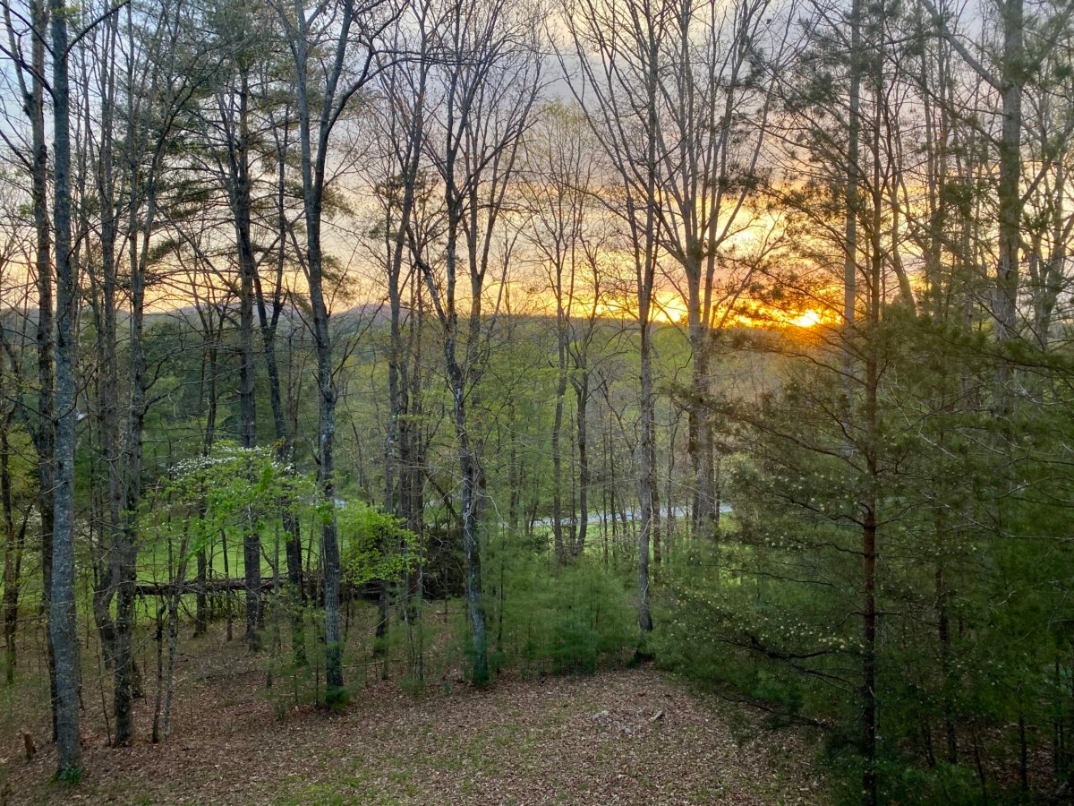 View from Pinebox log cabin