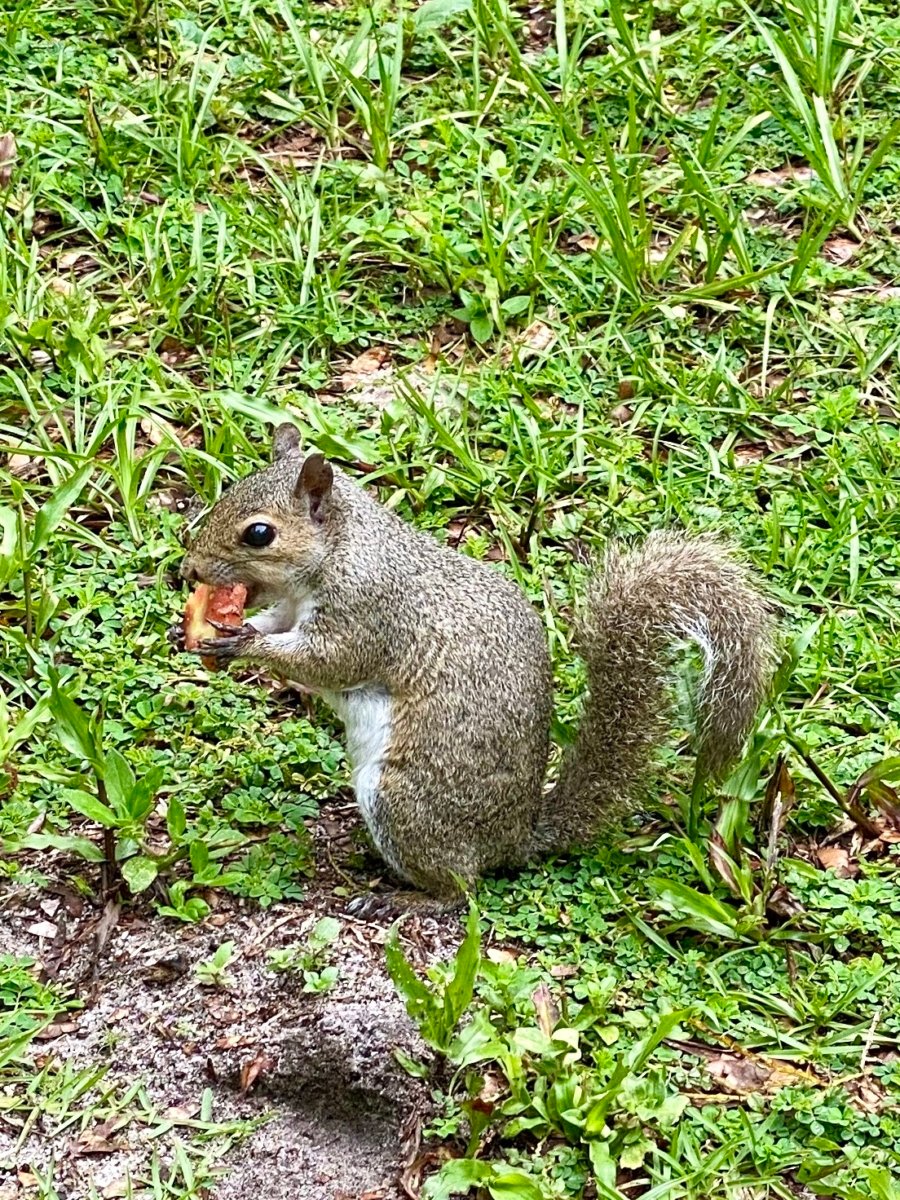 Florida gray squirrel