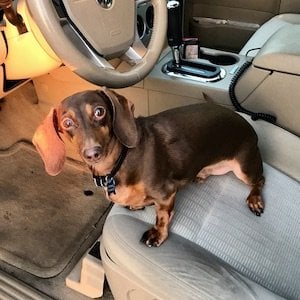 Axle dachshund in car
