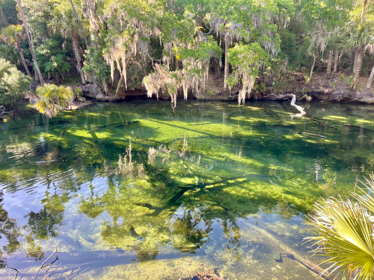 Discover Florida's Blue Spring State Park & Campground 8