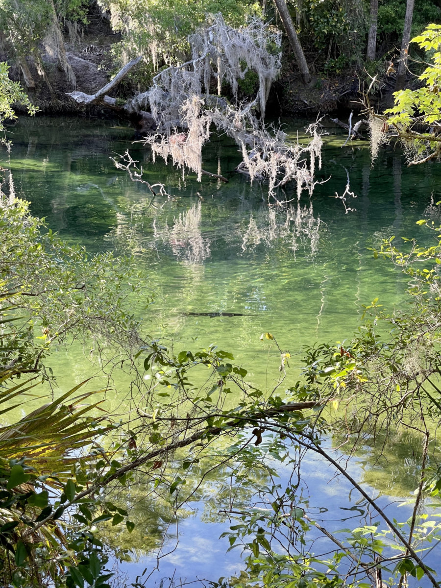 Discover Florida's Blue Spring State Park & Campground 10