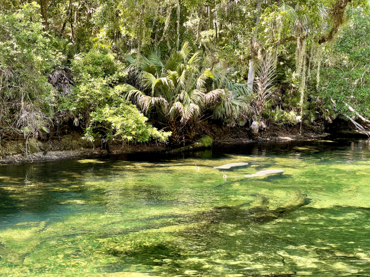 Discover Florida's Blue Spring State Park & Campground 9