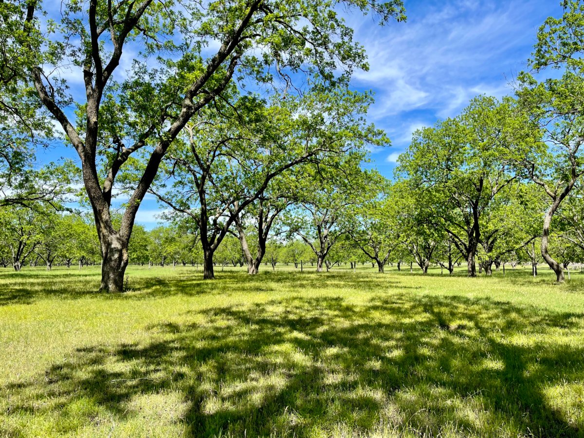 Explore LBJ Ranch and the Texas Hill Country 28