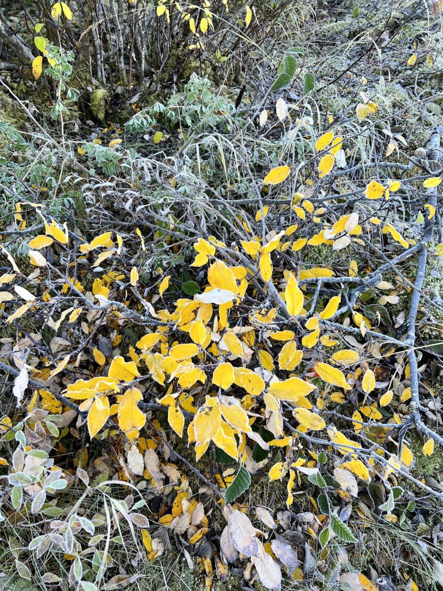 frost on yellow autumn leaves