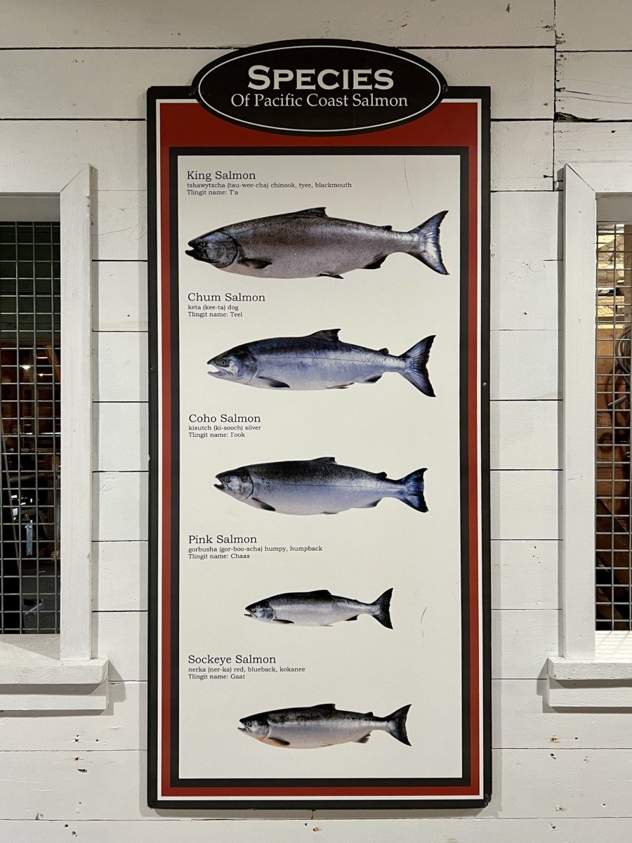 Salmon species interpretive panel