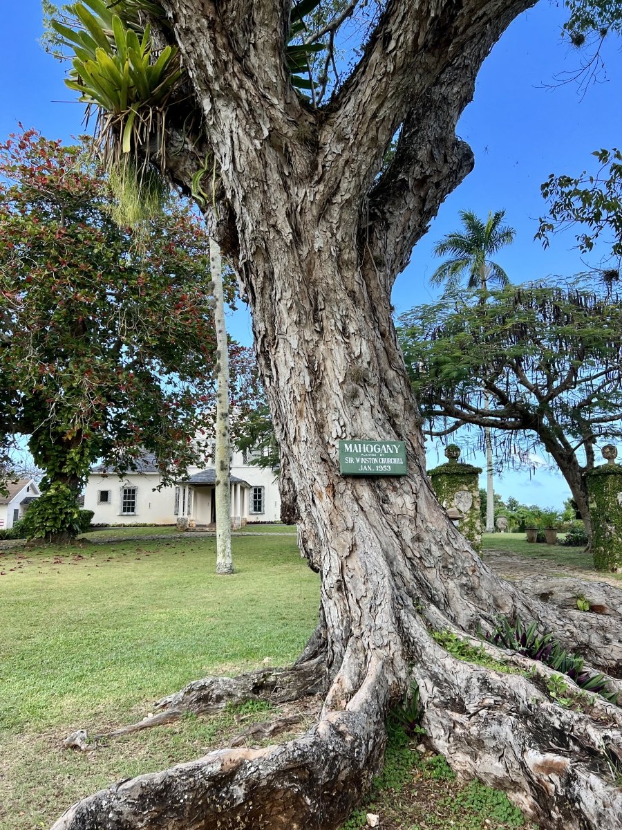 Churchill Mahogany tree at Prospect Plantation Jamaica