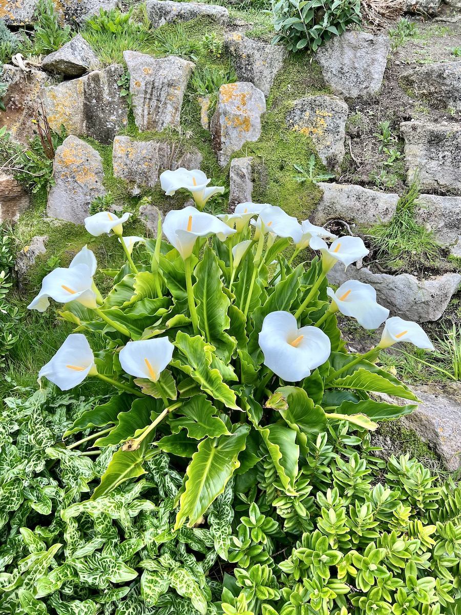 calla lilies