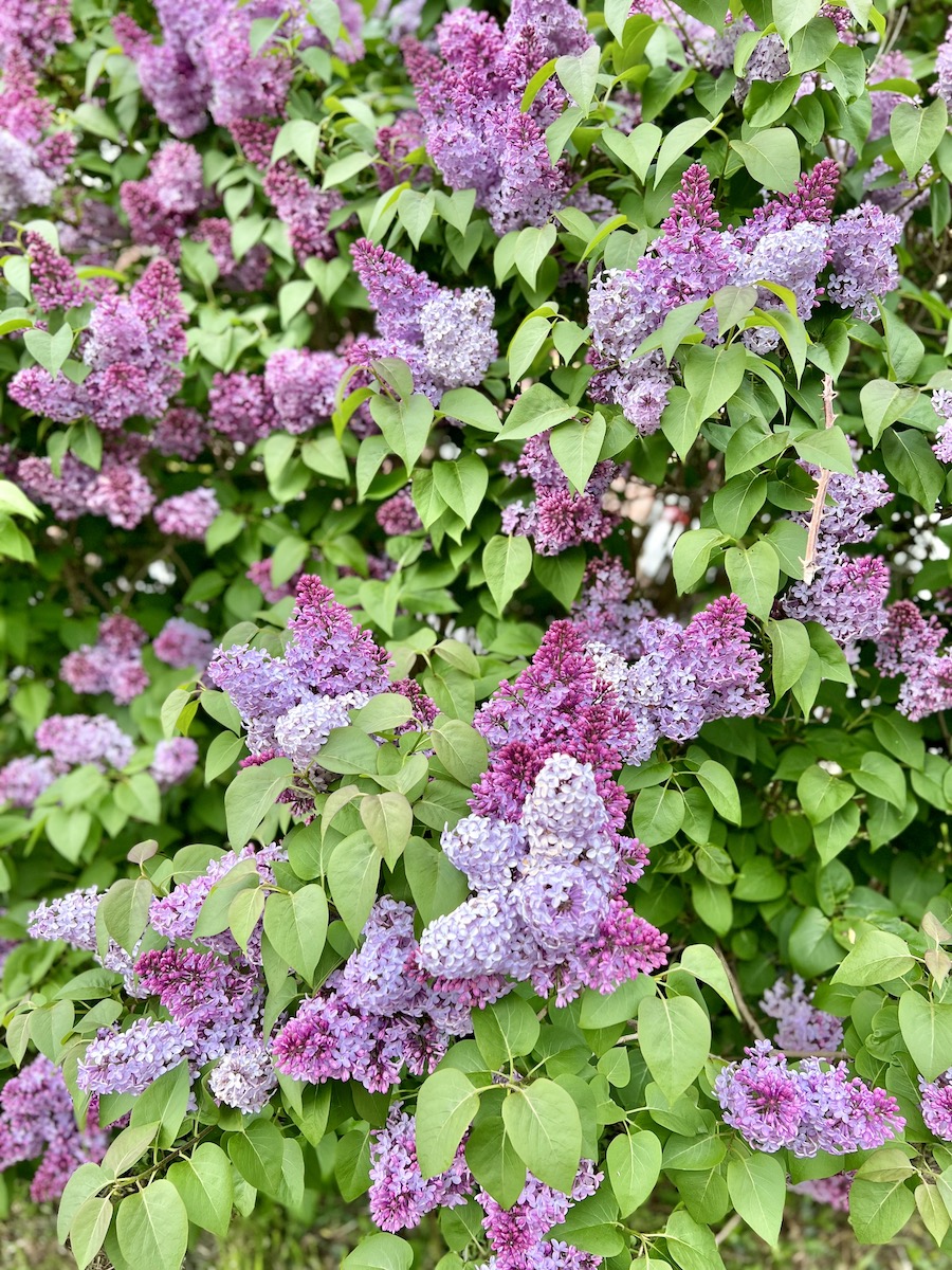 lavender lilacs