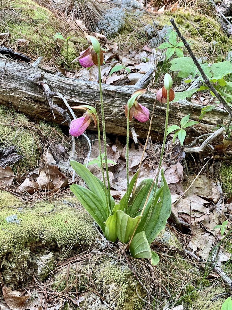 pink lady's slipper ground orchid